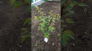 История посылки из Златпитомника стоит ли вообще выписывать саженцы