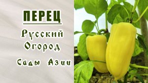 Урожай перца . Отзыв о семенах фирм "Русский Огород", "Сады Азии". Самый ранний перец.