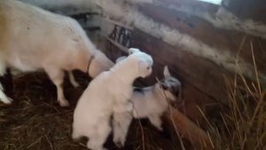 Коза или козёл. Не понять. Козлята родились. Прогулка козлят. Выкармливаем козлят.