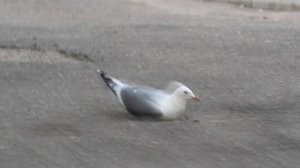 Взбесившаяся чайка.