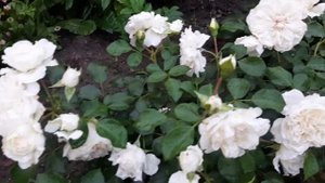 Роза Blanc Meillandecor (Бланк Мейяндекор) Ч 2 . Первогодка из питомника Бутримовых