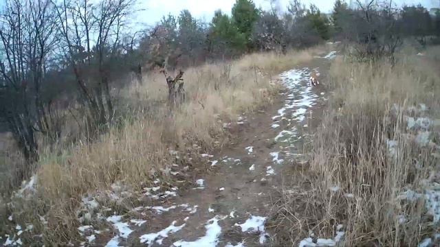 СТАФФОРД МОЩ🔥 СМОТРИ ЕСЛИ НЕ ВЕРИШЬ смотреть онлайн