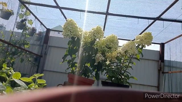 подкормка метельчатой гортензии и черенкование. смотреть онлайн