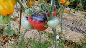 Томат Фиолетовое яблоко (Purple Apple)