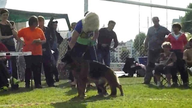 Рабочий класс сук - Описание класса _ Russian Siegerschau 2015