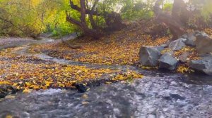 Calming and uplifting brook sounds | Relax and Refresh Your Mind and Soul