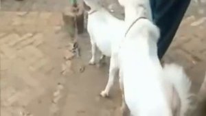 Confirm Teddy Bakri Cross l Goat Point