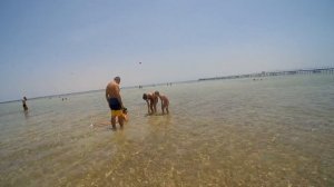 Египет рыба Фугу осторожно очень ядовитая.