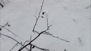 ТРОПЛЕНИЕ КУНИЦЫ/ ОХОТА НА КУНИЦУ С ЛАЙКОЙ/