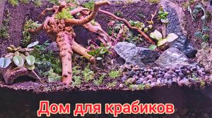 Перезапуск флорариума для крабов