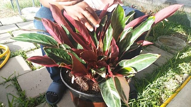 Episode 006-What a show stopper! Stromanthe/Triostar care смотреть онлайн