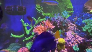 Морской аквариум Piratereef краткий обзор ☠️