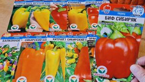 Обзор перцев АФ Сибирский сад. Перцы Сибирский бонус, Золотой формат Биф сибиряк Красный куб F1 и т