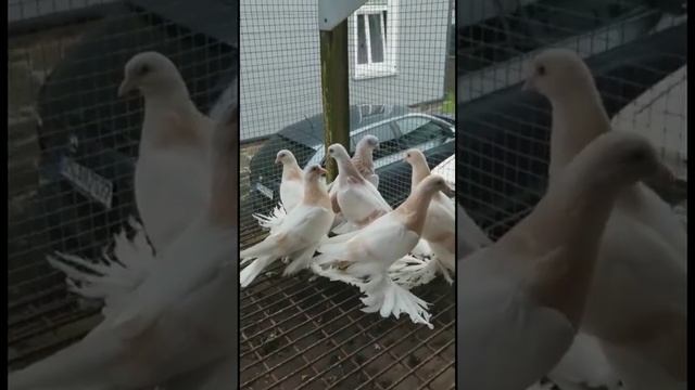 Голубятня готово, голуби вольере. Узбекские двухчубые голуби. Tauben. Pigeons смотреть онлайн