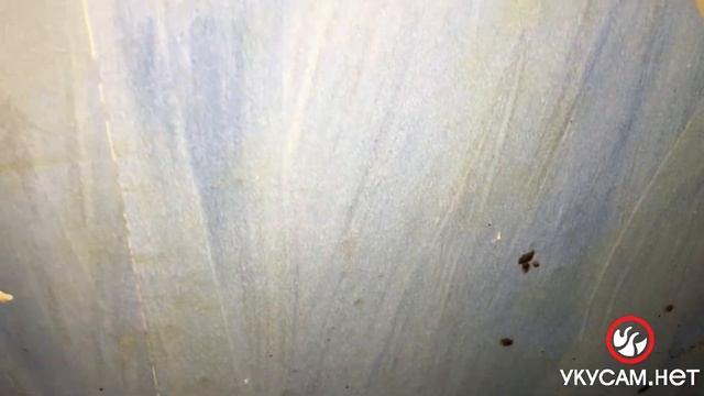 Самостоятельная обработка не помогла (Обработка от клопов в СПБ 2021 11) смотреть онлайн