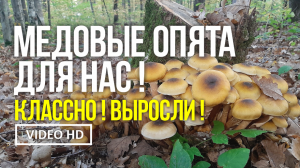 МЕДОВЫЕ ОПЯТА ДЛЯ НАС ! КЛАССНО ! ВЫРОСЛИ ! 12 октября 2019 г. Сбор медовых опят (Armillaria mellea)