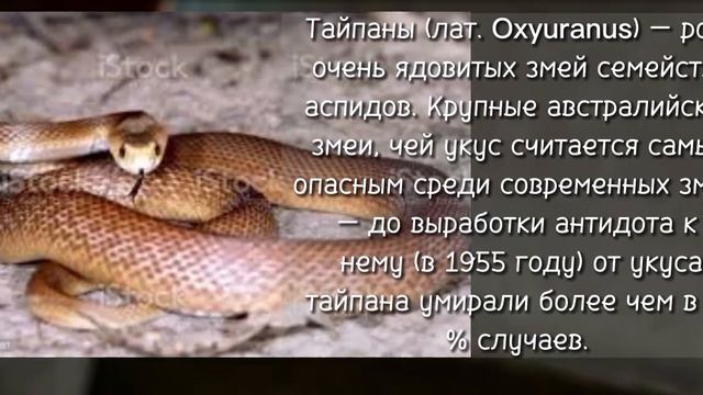 Самые опасные и красивые змеи во всем мире ??? смотреть онлайн