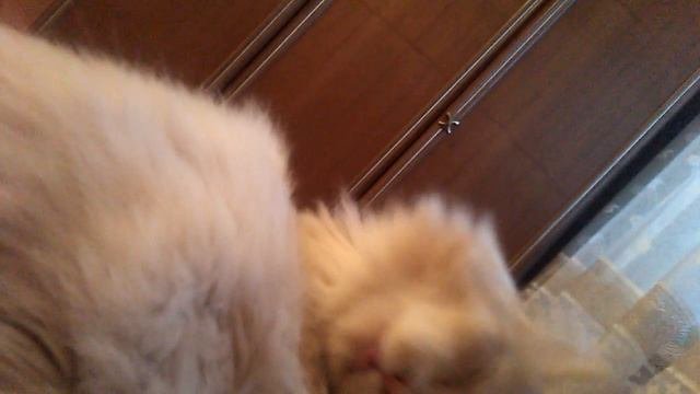 Кот мурлычет