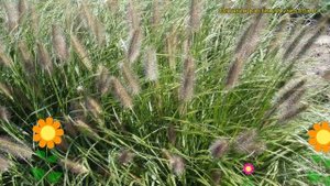 Пеннисетум виридесенс. Краткий обзор, описание характеристик pennisetum viridescens