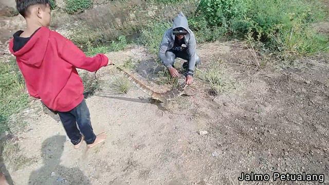 Berburu Biawak Ganas Dengan Ketapel Ikan Seperti Narik Buaya смотреть онлайн