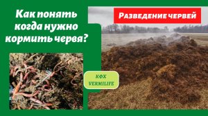 Как понять когда нужно кормить червя? Чем мы кормим червя и как часто. Разведение червя.