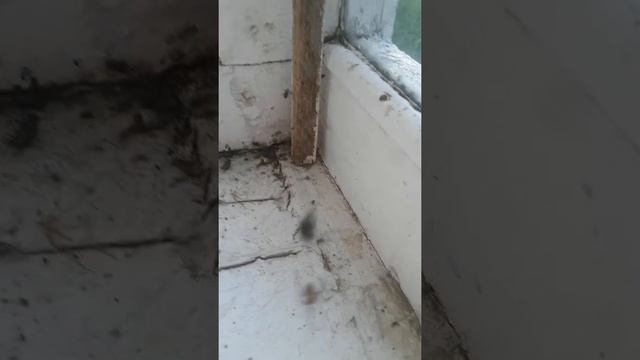 Противостояние мухи и паука
