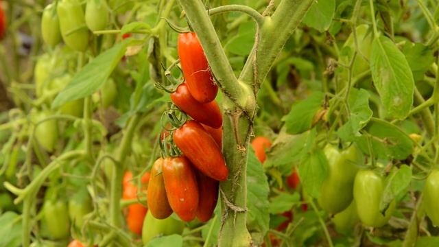 Томат Сладкий Касади (Sweet Casady) смотреть онлайн