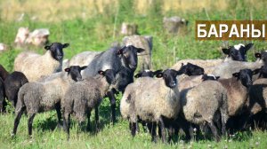 Содержание племенных баранов и баранов на мясо. Ферма Покров