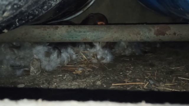 У МУСКУСНОЙ УТКИ  ОЧЕНЬ ХОРОШИЙ ОПЛОД, ХОТЯ И БЫЛ МОРОЗ ВО ВРЕМЯ КЛАДКИ. смотреть онлайн