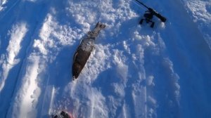 Мой первый в жизни сибирский таймень! Ленок, хариус и тайга // (Eng Subs)