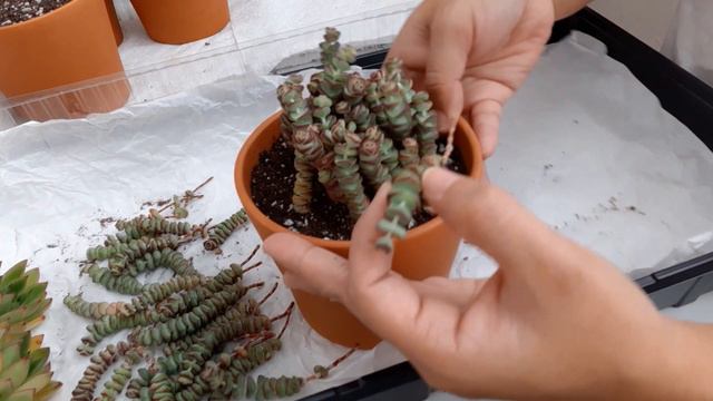 #6 HOW TO POT SUCCULENT CUTTINGS. Potting Crassula baby's necklace and echeveria смотреть онлайн