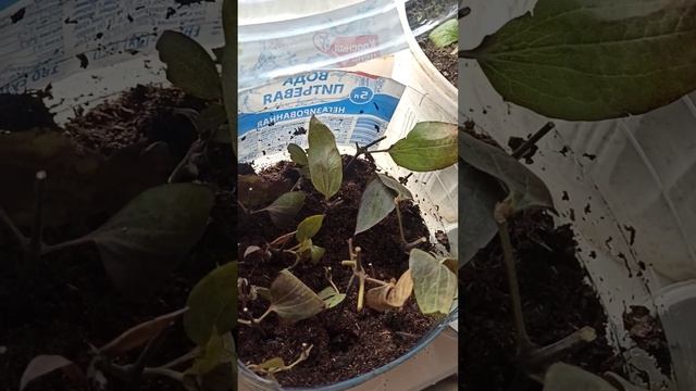 2 этап. Черенки посажены, остается ждать результаты.... смотреть онлайн