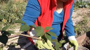 Простейший способ размножения ежевики. Мой опыт.