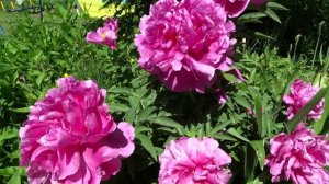 Пион Офелия / Peony Ofeliya - Сад на Волхове