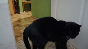 НОЧНОЙ ТЫГЫДЫК/Без кота и жизнь не та.