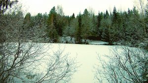 Зима. Лесное озеро. Звуки живой природы. Видео для отдыха.