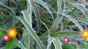 Ожика снежно-белая Люциус. Краткий обзор, описание характеристик, где купить luzula nivea Lucius