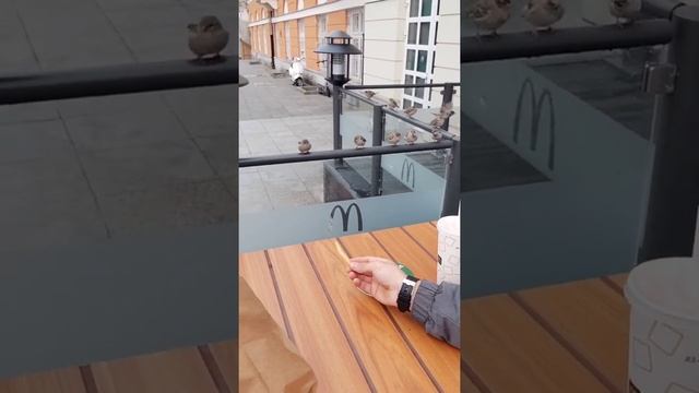Дружелюбные птицы, прикольные животные, MacDonald's смотреть онлайн