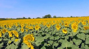 Достижения России.Часть 1.Сельское хозяйство