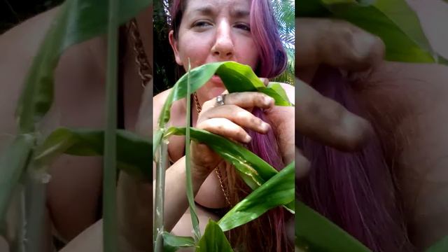 Growing Ginger and enjoying nature.   #herbalfairy #JuliaMarie