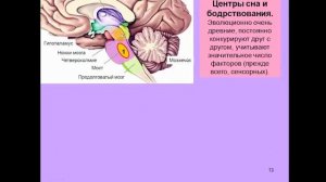 Вячеслав Дубынин Лекция 11  Мозг и потребности