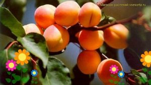 Абрикос обыкновенный Ульянихинский. Краткий обзор, описание характеристик prunus Ulyanikhinskiy