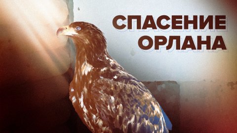 В Челябинске спасли краснокнижного орлана с повреждённым глазом