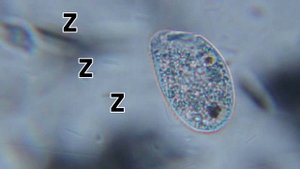 Интересные факты о простейших (часть 1)