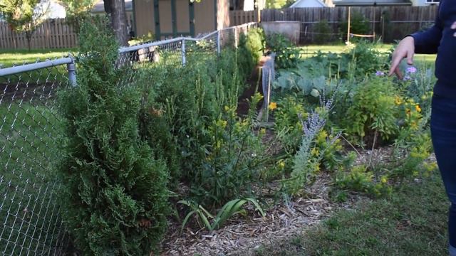 Garden Tour 2020 // The Humble Gardener смотреть онлайн