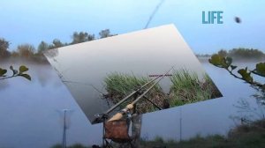 Как ловить леща в августе?Секреты ловли леща в августе!