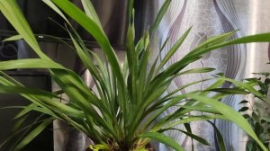 ЦИМБИДИУМ.Цимбидиум на бутонах. Цимбидиум в квартире