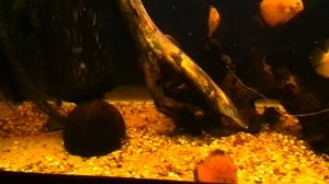 Метинисы. Дискусы в порядке. Скалярия атакует.