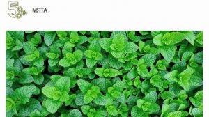 Лучшие травы и кустарники для чая прямо с грядки