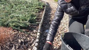 11.04.2023 Минимальный уход ленивых клумб весной. Обрезка хвойников и кустарников.